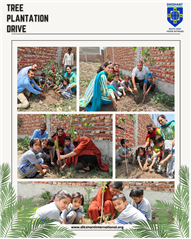 Tree Plantation