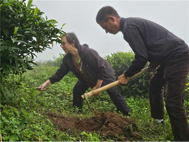 Plantation Drive