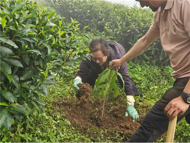 Plantation Drive