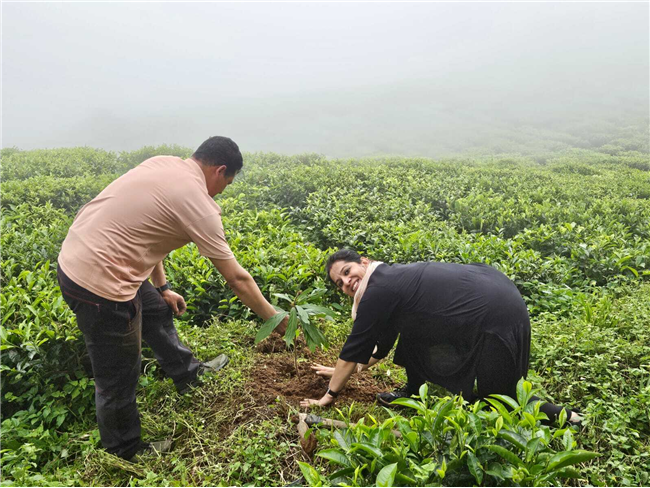 Plantation Drive