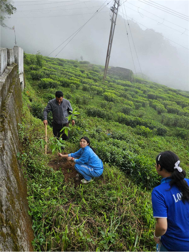 Plantation Drive