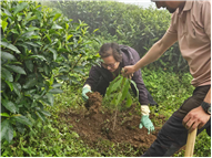 Plantation Drive