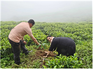 Plantation Drive