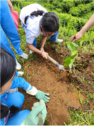 Plantation Drive