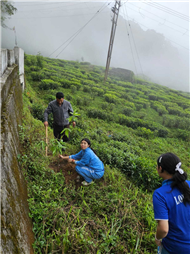 Plantation Drive