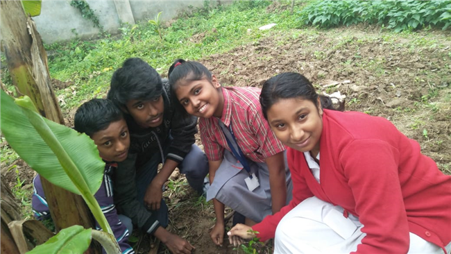 Saplings plantation,2019