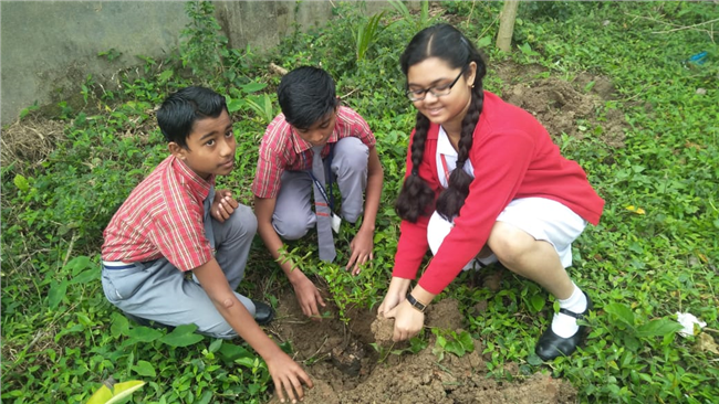 Saplings plantation,2019