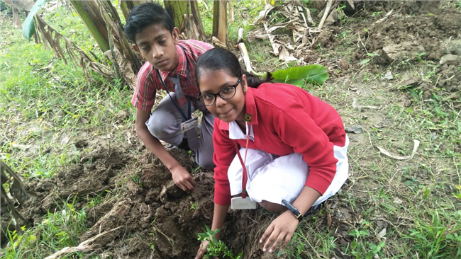 Saplings plantation,2019