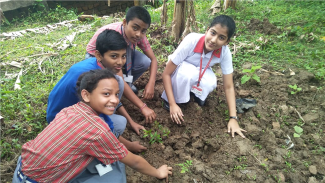 Saplings plantation,2019