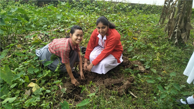 Saplings plantation,2019