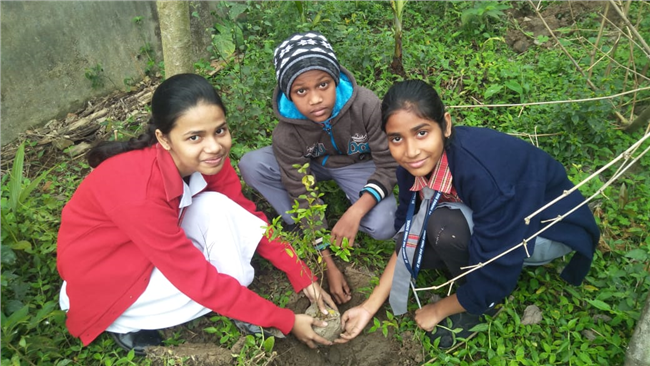 Saplings plantation,2019