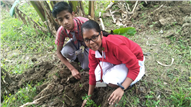 Saplings plantation,2019