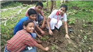 Saplings plantation,2019