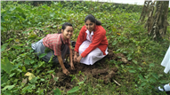 Saplings plantation,2019