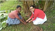 Saplings plantation,2019