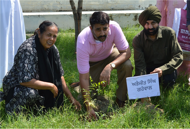 Tree plantation