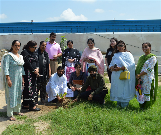 Tree plantation