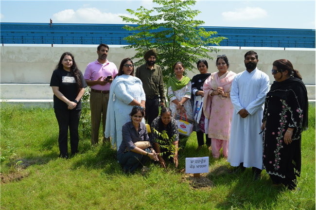 Tree plantation