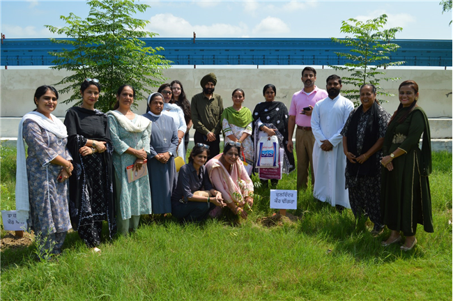 Tree plantation