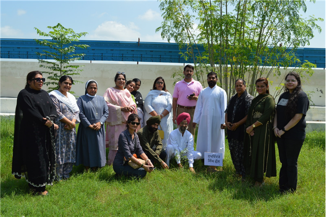 Tree plantation