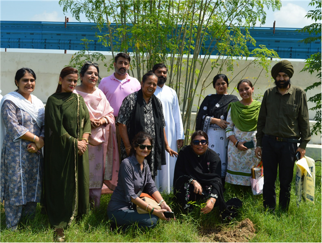 Tree plantation