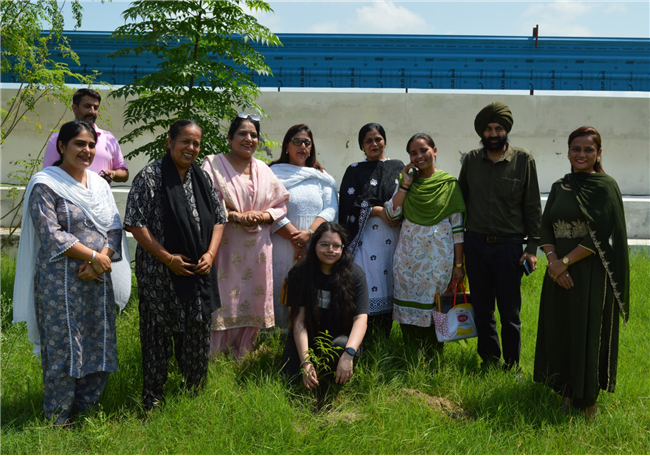 Tree plantation