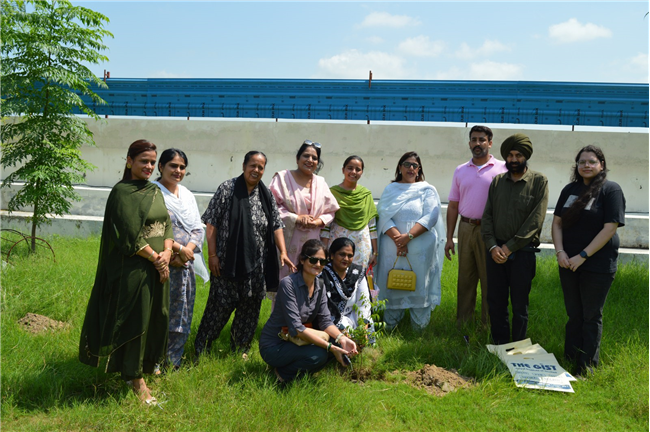 Tree plantation