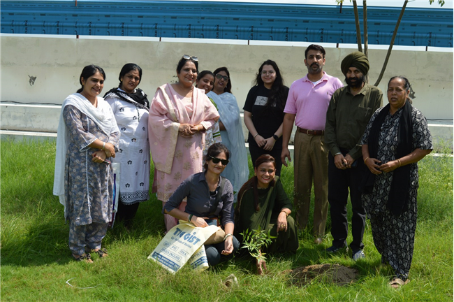 Tree plantation