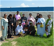 Tree plantation