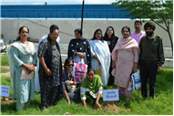 Tree plantation