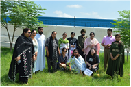 Tree plantation
