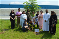 Tree plantation