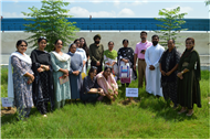 Tree plantation