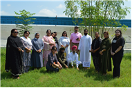 Tree plantation