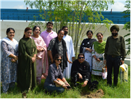 Tree plantation