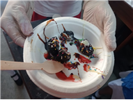 Non-Flame Cooking Activity