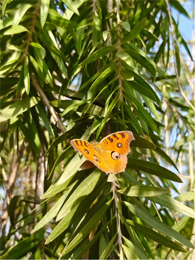 School Picnic – Classes 10 and 12