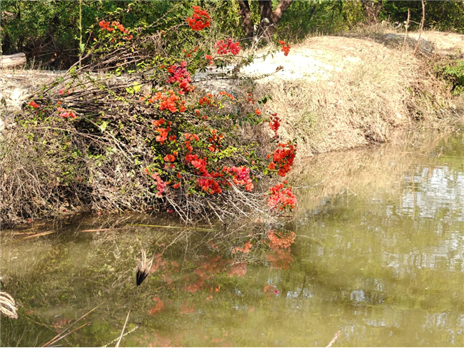 School Picnic – Classes 10 and 12