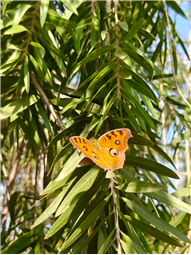 School Picnic – Classes 10 and 12