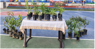 ?? Van Mahotsav Celebrated at Sky Public School ??