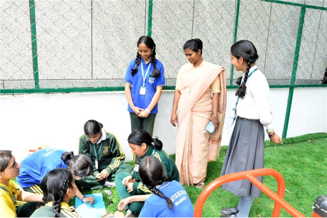 PLANTATION OF SAPLINGS