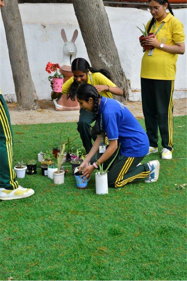 PLANTATION OF SAPLINGS