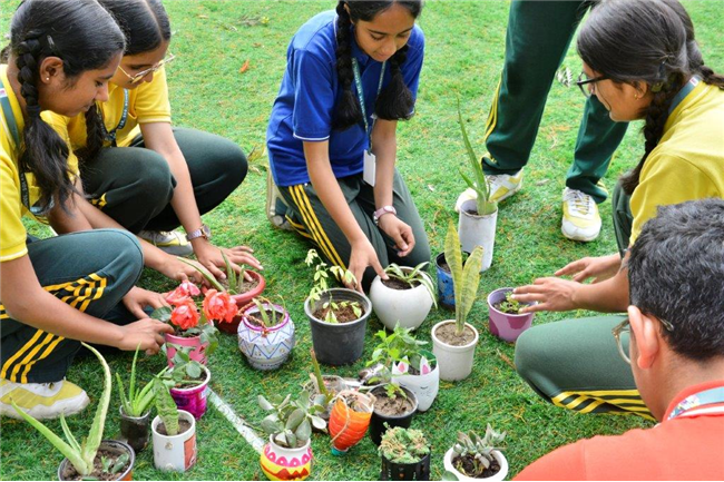 PLANTATION OF SAPLINGS