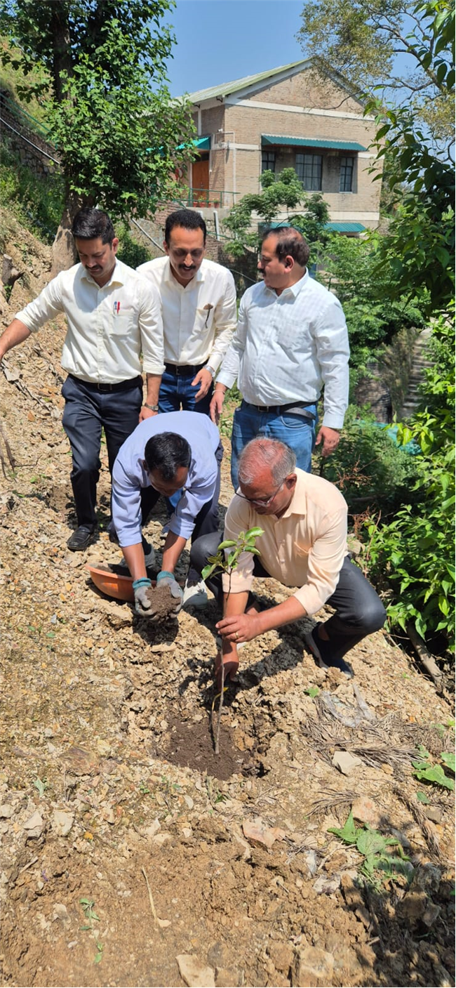 PLANTATION OF SAPLINGS
