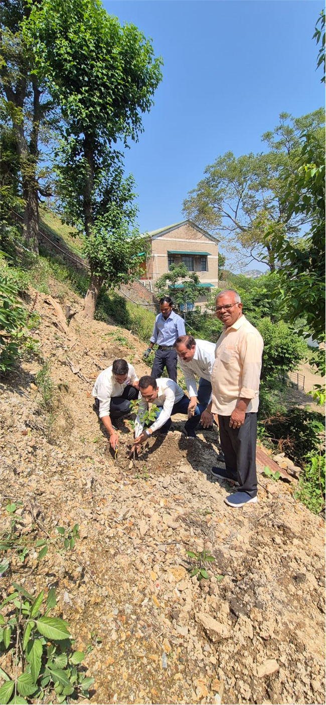 PLANTATION OF SAPLINGS