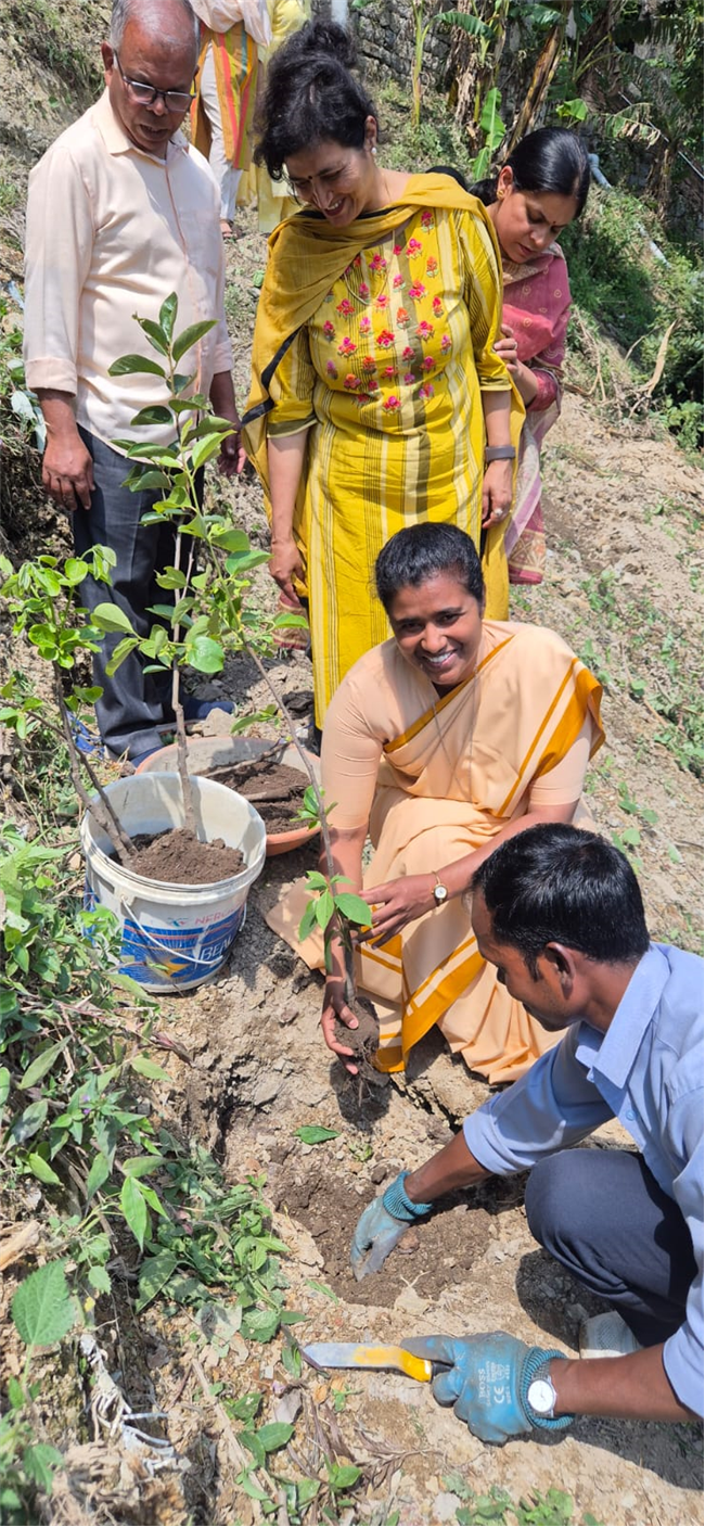 PLANTATION OF SAPLINGS
