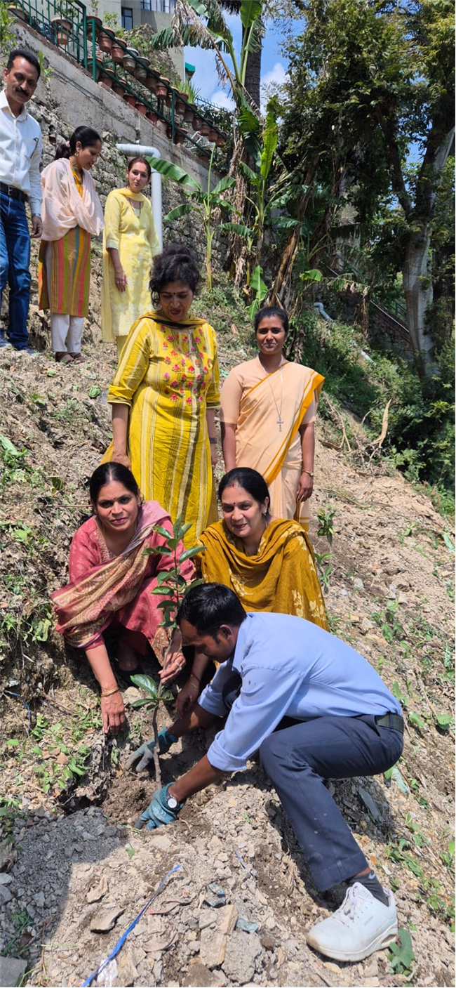 PLANTATION OF SAPLINGS