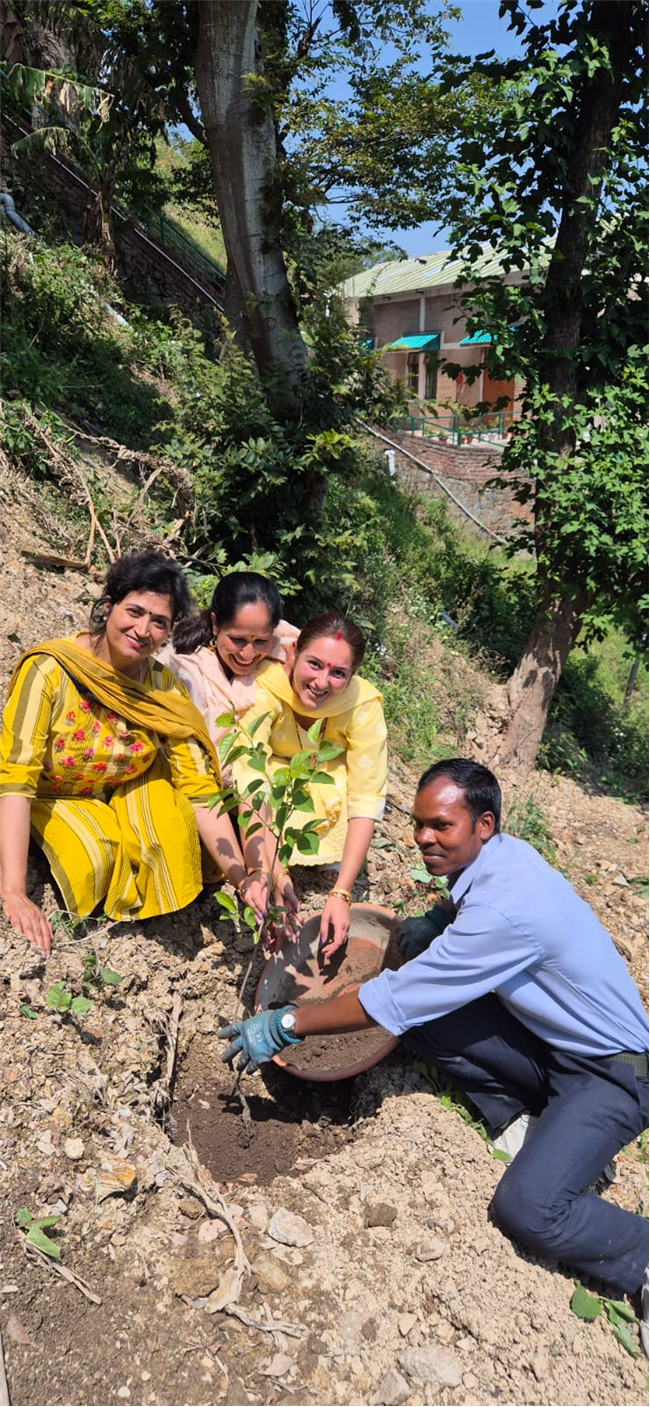 PLANTATION OF SAPLINGS