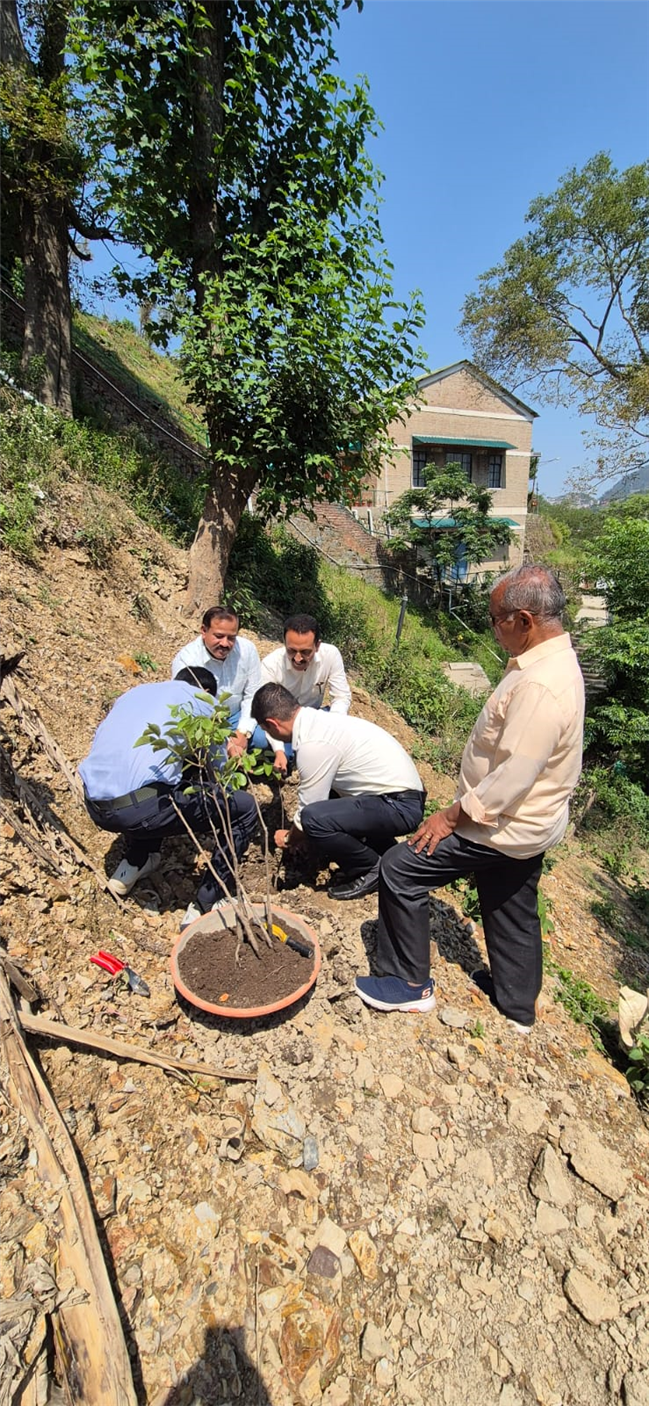 PLANTATION OF SAPLINGS