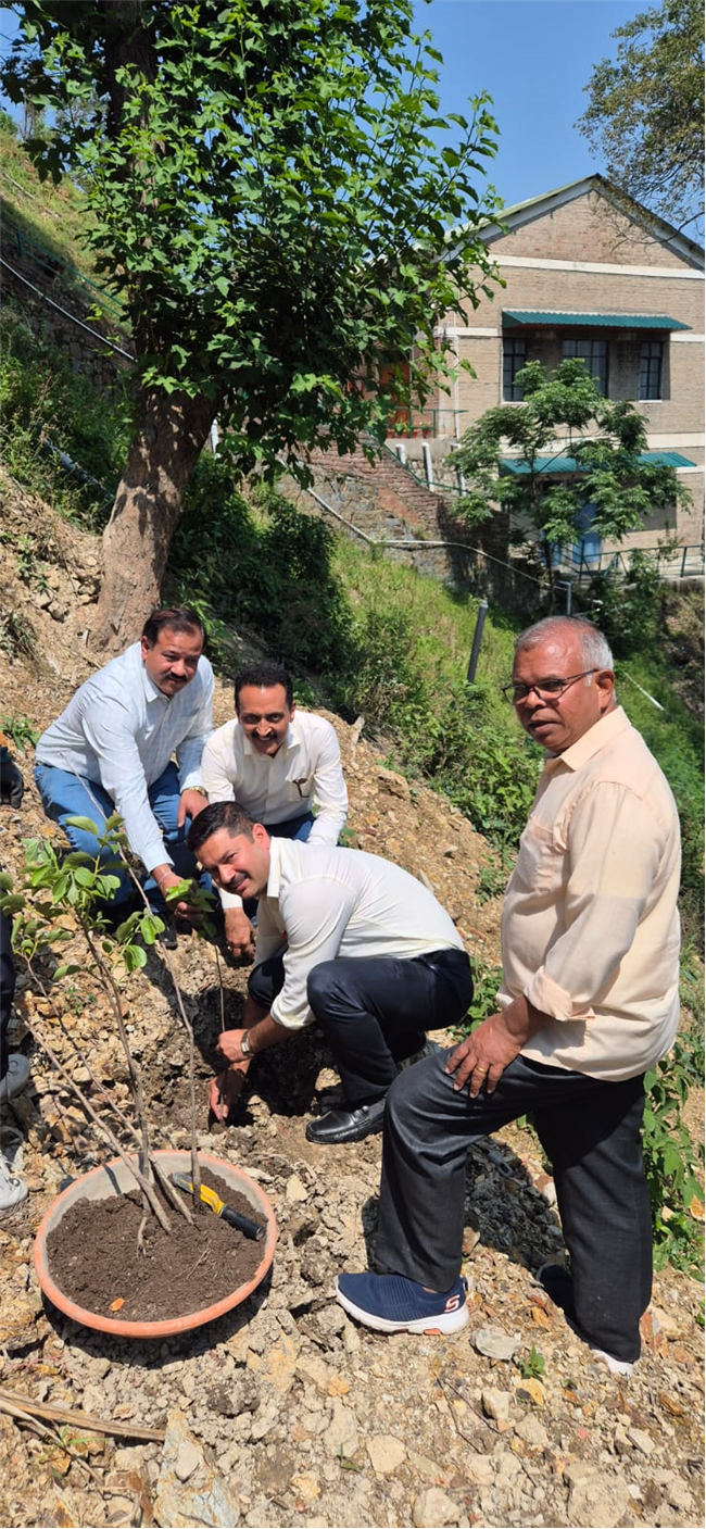 PLANTATION OF SAPLINGS